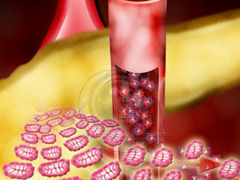 Belmora-Insulin Binding to Sugar removed from Blood