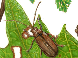 Lifecycle of Viburnum Leaf Beetle